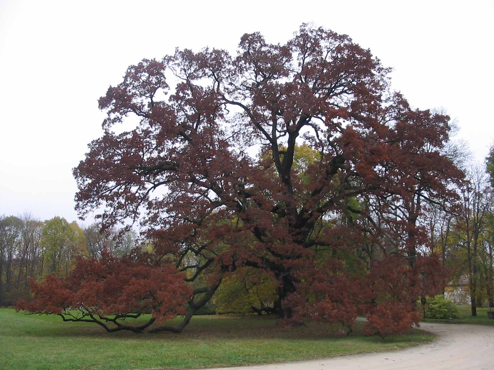 A 200 éves tölgyfa